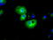 Histone Deacetylase 10 antibody, LS-C114838, Lifespan Biosciences, Immunofluorescence image 