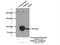 Protein Kinase CGMP-Dependent 2 antibody, 55138-1-AP, Proteintech Group, Immunoprecipitation image 