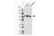 Myelin Associated Glycoprotein antibody, 9043T, Cell Signaling Technology, Western Blot image 