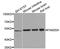 FAM20A Golgi Associated Secretory Pathway Pseudokinase antibody, PA5-76403, Invitrogen Antibodies, Western Blot image 