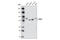 Lysine Acetyltransferase 2B antibody, 3378T, Cell Signaling Technology, Western Blot image 