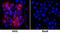 5'-Nucleotidase Ecto antibody, AF5795, R&D Systems, Immunocytochemistry image 