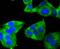 Heat Shock Protein Family B (Small) Member 8 antibody, A02492, Boster Biological Technology, Immunocytochemistry image 