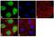 Kruppel Like Factor 5 antibody, 710918, Invitrogen Antibodies, Immunofluorescence image 