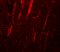 NLR Family Pyrin Domain Containing 12 antibody, 5971, ProSci, Immunofluorescence image 