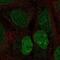 Heparan Sulfate 6-O-Sulfotransferase 3 antibody, NBP2-69063, Novus Biologicals, Immunofluorescence image 