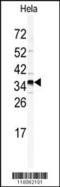 Golgi phosphoprotein 3 antibody, MBS9201008, MyBioSource, Western Blot image 