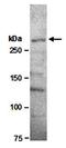 Nuclear Receptor Subfamily 1 Group H Member 3 antibody, orb67061, Biorbyt, Western Blot image 