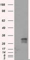 Fumarylacetoacetate Hydrolase Domain Containing 2A antibody, LS-C114995, Lifespan Biosciences, Western Blot image 