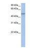 Collagen Type XXV Alpha 1 Chain antibody, NBP1-60039, Novus Biologicals, Western Blot image 