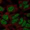 Zinc Finger Protein 560 antibody, NBP2-68662, Novus Biologicals, Immunofluorescence image 