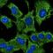 Autophagy Related 12 antibody, orb153327, Biorbyt, Immunofluorescence image 