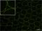 C-C Motif Chemokine Ligand 2 antibody, PA1-22488, Invitrogen Antibodies, Immunofluorescence image 