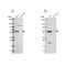 Interferon Regulatory Factor 6 antibody, NBP2-55961, Novus Biologicals, Western Blot image 