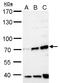 F-box/WD repeat-containing protein 8 antibody, GTX119130, GeneTex, Western Blot image 