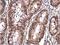 Eukaryotic Translation Initiation Factor 6 antibody, NBP2-16975, Novus Biologicals, Immunohistochemistry frozen image 