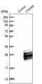Cell Cycle Regulator Of NHEJ antibody, PA5-54132, Invitrogen Antibodies, Western Blot image 