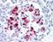Islet Amyloid Polypeptide antibody, ab115766, Abcam, Immunohistochemistry paraffin image 