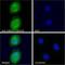 Ubiquitin-conjugating enzyme E2 C antibody, NB100-1084, Novus Biologicals, Immunocytochemistry image 