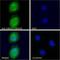 Ubiquitin Conjugating Enzyme E2 C antibody, NB100-1084, Novus Biologicals, Immunocytochemistry image 