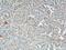 Lon Peptidase 1, Mitochondrial antibody, 66043-1-Ig, Proteintech Group, Immunohistochemistry frozen image 
