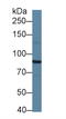 Salt Inducible Kinase 2 antibody, LS-C296337, Lifespan Biosciences, Western Blot image 