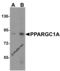 PPARG Coactivator 1 Alpha antibody, 7705, ProSci Inc, Western Blot image 