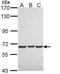 Neurofibromin 2 antibody, PA5-29748, Invitrogen Antibodies, Western Blot image 