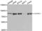 Calpain 1 antibody, AHP2443, Bio-Rad (formerly AbD Serotec) , Western Blot image 