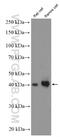 CD48 Molecule antibody, 27519-1-AP, Proteintech Group, Western Blot image 
