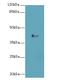 Lysophosphatidic Acid Receptor 4 antibody, LS-C396900, Lifespan Biosciences, Western Blot image 