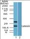 Latexin antibody, orb96250, Biorbyt, Western Blot image 