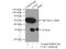 Uridine-Cytidine Kinase 2 antibody, 10511-1-AP, Proteintech Group, Immunoprecipitation image 