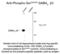 Gamma-Aminobutyric Acid Type A Receptor Beta3 Subunit antibody, 50-118, ProSci, Western Blot image 