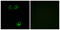 Olfactory Receptor Family 11 Subfamily L Member 1 antibody, GTX87568, GeneTex, Immunocytochemistry image 