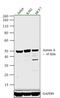 Aurora A antibody, 45-8900, Invitrogen Antibodies, Western Blot image 