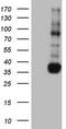Transforming Acidic Coiled-Coil Containing Protein 2 antibody, LS-C790162, Lifespan Biosciences, Western Blot image 