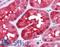 Tetratricopeptide Repeat Domain 1 antibody, LS-B4435, Lifespan Biosciences, Immunohistochemistry paraffin image 
