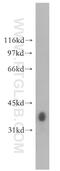 Glycogenin-1 antibody, 12836-1-AP, Proteintech Group, Western Blot image 