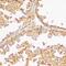 GDNF Family Receptor Alpha 1 antibody, GTX54146, GeneTex, Immunohistochemistry paraffin image 