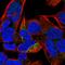 Carbonic Anhydrase 5B antibody, HPA012618, Atlas Antibodies, Immunocytochemistry image 