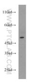 Homeobox Containing 1 antibody, 16123-1-AP, Proteintech Group, Western Blot image 