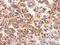 C-X-C Motif Chemokine Receptor 1 antibody, NBP2-16043, Novus Biologicals, Immunohistochemistry paraffin image 