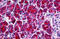 Pancreatic secretory trypsin inhibitor antibody, MBS245513, MyBioSource, Immunohistochemistry frozen image 
