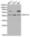 Actin Related Protein 2/3 Complex Subunit 1A antibody, MBS127993, MyBioSource, Western Blot image 