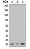 Guided Entry Of Tail-Anchored Proteins Factor 1 antibody, LS-C668071, Lifespan Biosciences, Western Blot image 