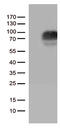 Colony Stimulating Factor 2 Receptor Alpha Subunit antibody, TA812525S, Origene, Western Blot image 