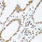 KH RNA Binding Domain Containing, Signal Transduction Associated 1 antibody, A01717, Boster Biological Technology, Immunohistochemistry frozen image 