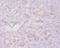 TGFB3 antibody, A52344-100, Epigentek, Immunohistochemistry paraffin image 