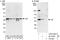 UAP56-interacting factor antibody, A303-525A, Bethyl Labs, Immunoprecipitation image 
